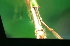 昆虫的进化过程视频封面