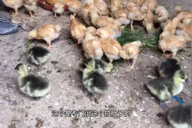 小鸡小鹅感冒痢疾怎么办？投喂农村不花钱的中草药就行，立马见效视频封面