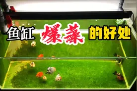 鱼缸爆藻出绿苔的四大好处视频封面