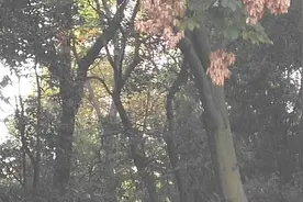阅读《一起长大的玩具之泥泥狗》视频封面