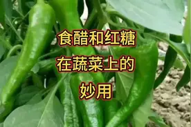 食醋和红糖在蔬菜中的妙用，防病促长效果倍棒，好不好你说了算视频封面