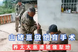 四川农村山猪姐猪场给小猪做绝育术，养的太大条逮猪像犁地，搞笑视频封面