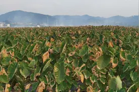 广西上百亩荔浦芋，一夜间全枯萎了，是生病了还是另有原因能救吗
