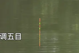 带钩调五目，6号狼牙钩，撮饵，高清鲤鱼口