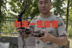 雀梅盆景素材雀梅下山桩栽种要注意几个关键的因素以及如何养护