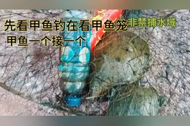 我逮甲鱼的秘诀！就是笼中放了王老吉瓶 和脉动。视频封面