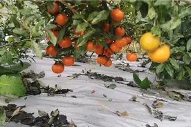 如何随时能辨认这基地上金弹子的公母桩，我们有了一种新方法视频封面