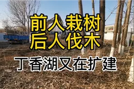 伐树有批文吗？