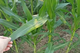 玉米褐斑病怎么治？专家给你支个招视频封面