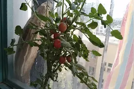 阳台花盆自己生出了一棵西红柿的小苗居然还能开花结果到成熟好甜视频封面