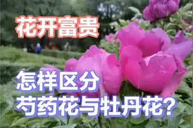 芍药花，牡丹花有点相似，小伙伴们你们能分出来么？视频封面