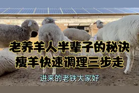 老养羊人教你瘦羊调理三步走，解答羊消瘦是怎么引起的如何调理？
