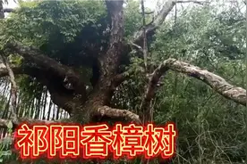 湖南省祁阳市有棵百年香樟树死了，为什么不卖？视频封面