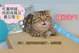 主人找虐又一次试探成了精的猫咪，再次被猫咪无情鄙视，区别对待视频封面