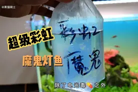 开箱 科普中高端小型热带鱼🐟，这七种鱼我最最最喜欢的后面两种.视频封面