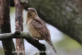 蚁鴷来了！极善伪装的鸟中食蚁族，遇到威胁会假扮成蛇吓退敌人