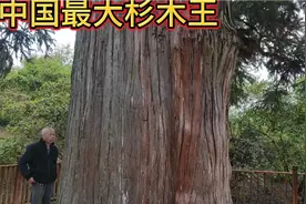 江西最大杉木王树龄600年，直径一米五五，生长于江西广昌尖峰乡视频封面