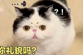 主人收集猫毛，给猫咪做玩具，网友：省钱！第一次见薅猫毛视频封面