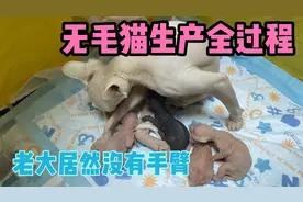 无毛猫十一的生产全过程来啦，第一只居然没发育好，没有手。视频封面