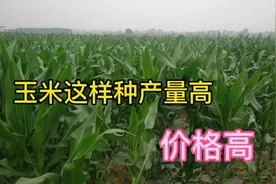 河南玉米新种法，不仅产量高价格也不便宜，一起来看看咋做到的！