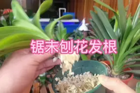 君子兰烂根用锯末刨花发根，效果最好，看我这棵君子兰怎么处理视频封面