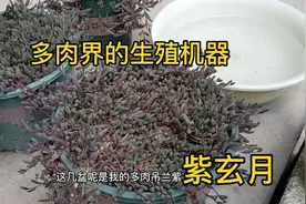 最值得入手的一种多肉吊兰紫玄月，一盆变满院子，阳光下闪闪发光视频封面