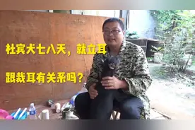 放点干货！教大家如何正确对待杜宾犬耳朵问题，裁耳、立耳视频封面