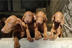 最好的陪伴犬之一，几乎无体味，性格温顺稳定，金锈色招财狗视频封面