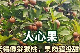 南方农村庭院种啥好？网友推荐种人心果树，一年四季有果吃视频封面
