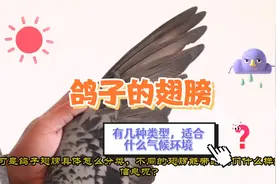不谈其他条件，单说鸽子的翅膀，什么样的翅膀更适合飞哪种赛线？视频封面