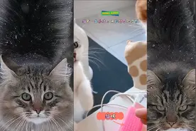 猫哥一生气连小鱼干都不吃了哈哈哈 #我的萌宠  #萌宠  #猫咪视频封面