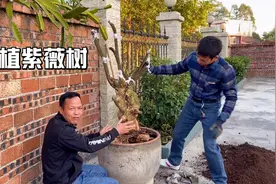 紫薇树应该怎么种植，才变成盆景之花，龙哥土方法教大家栽育视频封面
