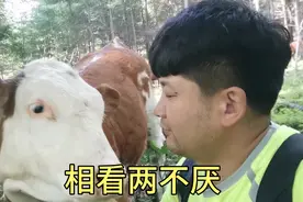 伏天牛虻多把牛背叮破怎么办？小张教你一招，不花钱一分钟就搞定