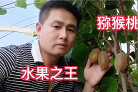 想吃猕猴桃，不用花钱买，只要种上一颗，就可以硕果累累视频封面
