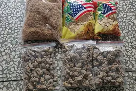进口西洋参、白参须、两种规格的三七，这些药材都属于药食同源