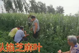 河南农家种2亩地芝麻，大清早十来人掐芝麻，湿芝麻叶直接回收