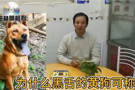 为什么黑舌的黄狗才能称王！相狗师帮你分解！视频封面