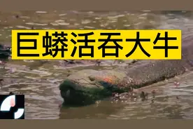 巨蟒活吞大牛视频封面
