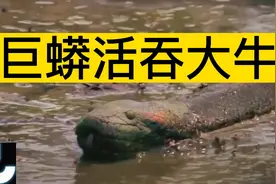 巨蟒活吞大牛视频封面