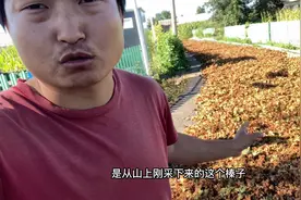 直播中粉丝怀疑不是本地榛子，今天和脸哥一起上农户家看看，上山视频封面