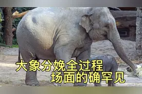 大象分娩全过程，村民鬼哭狼嚎小象吓懵、这个场面真是的确罕见