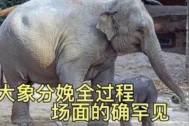 大象分娩全过程，村民鬼哭狼嚎小象吓懵、这个场面真是的确罕见视频封面