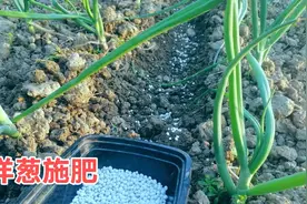 洋葱秧苗施肥，开沟施肥洋葱头长得大高产，圆葱头香嫩口感好美味