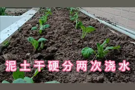 楼顶种菜，泥土干硬怎么种菜？种苗时分两次浇水，好种又易活视频封面