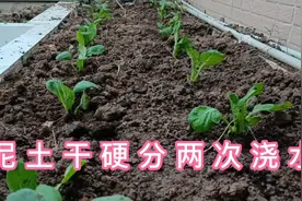 楼顶种菜，泥土干硬怎么种菜？种苗时分两次浇水，好种又易活视频封面