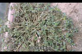 马齿苋加啤酒，对头发特别好