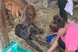 牛妈妈分娩全过程 牛宝宝好可爱视频封面