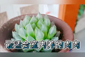 玉露是最适合室内养护的多肉植物。