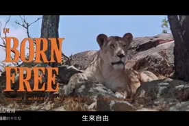 狮子与我 奥斯卡获奖名片，人与狮子感情故事很催泪，配乐成经典视频封面