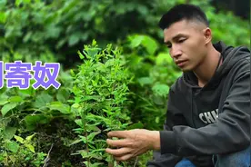 刘寄奴：前辈出800让我帮找一株，有何神奇作用？一起来认识吧视频封面